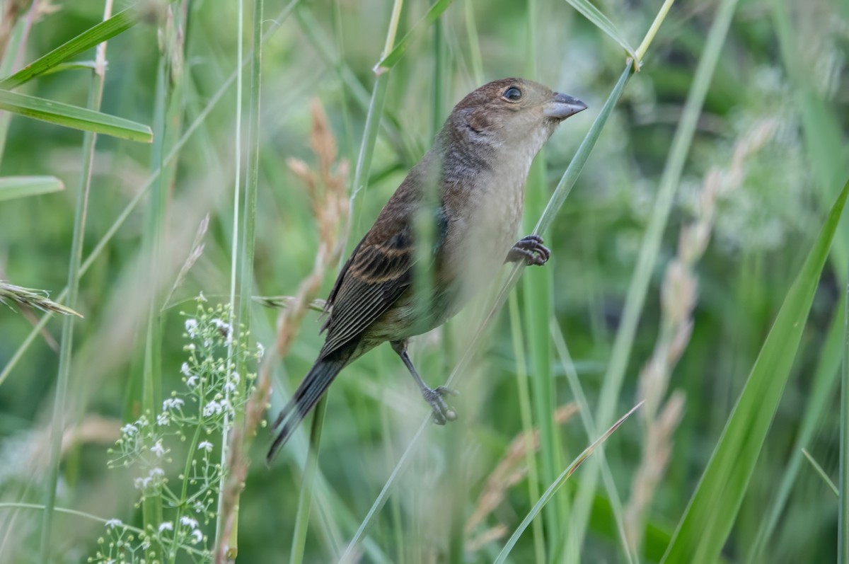 Indigo Bunting - ML620744338