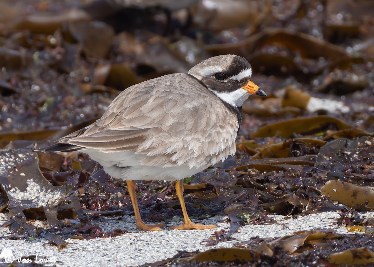 Common Ringed Plover - ML620744340