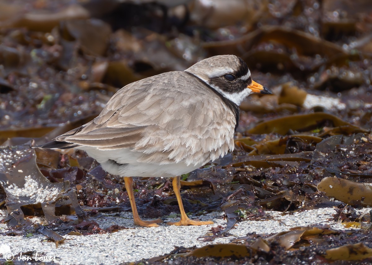 Common Ringed Plover - ML620744341