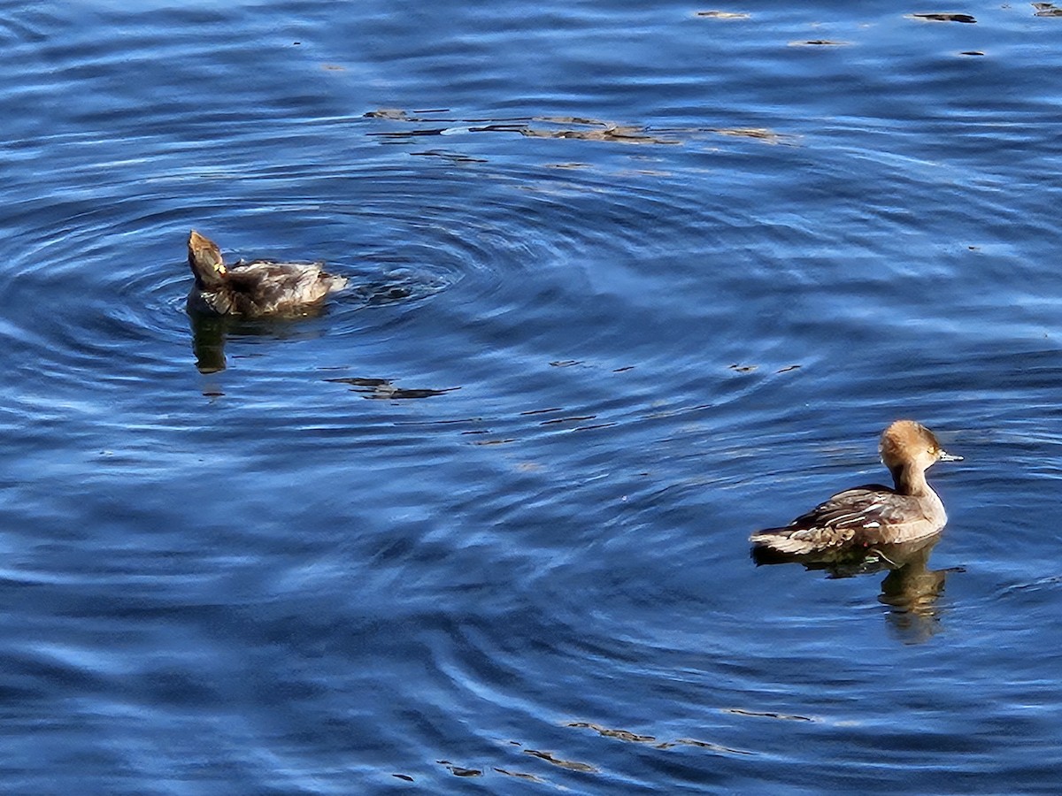 Hooded Merganser - ML620744342