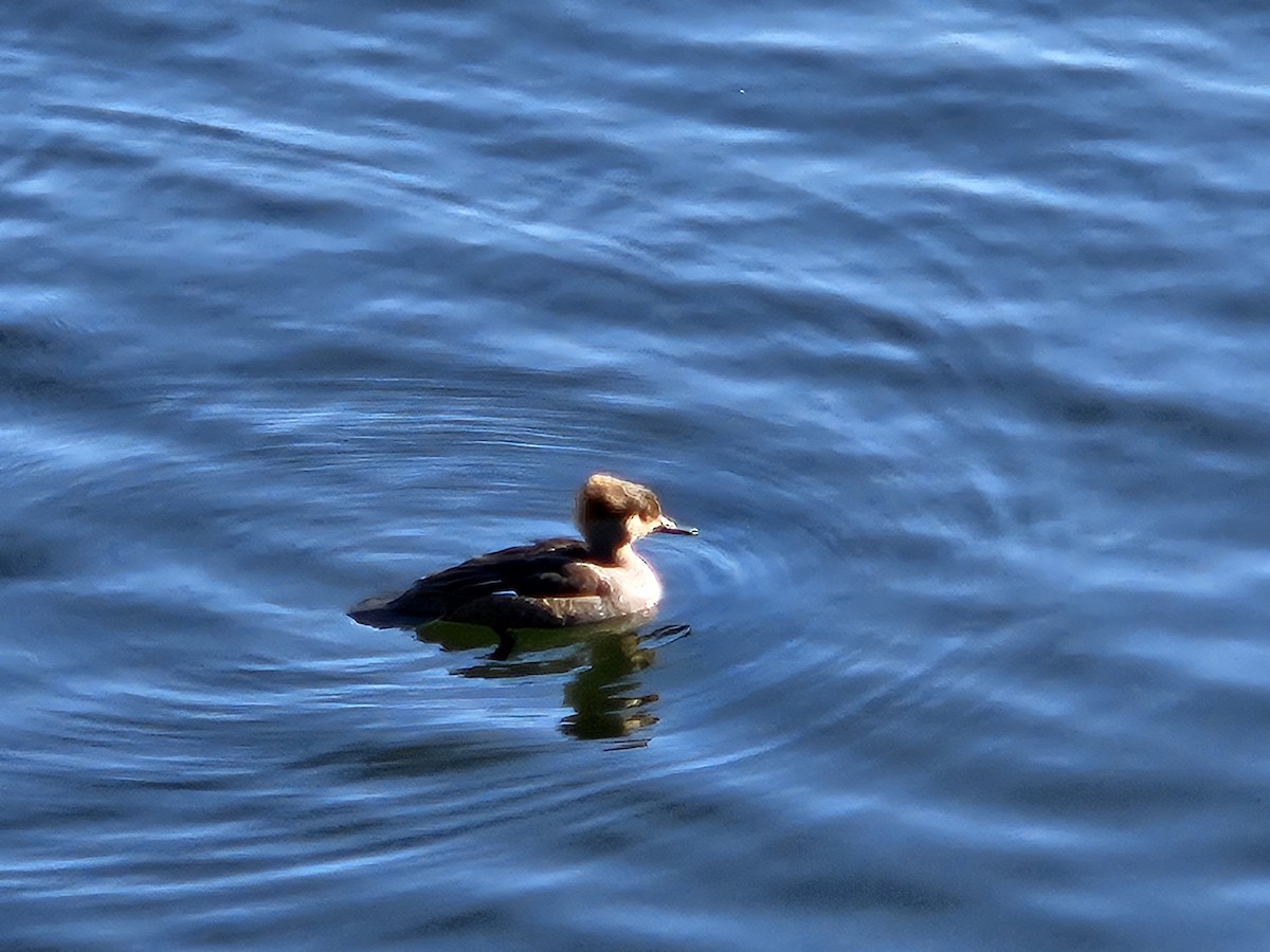 Hooded Merganser - ML620744345