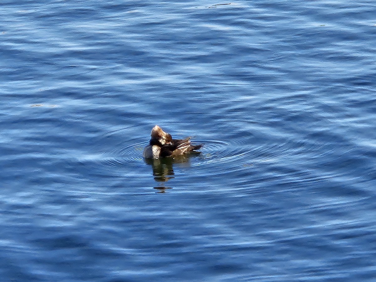 Hooded Merganser - ML620744347