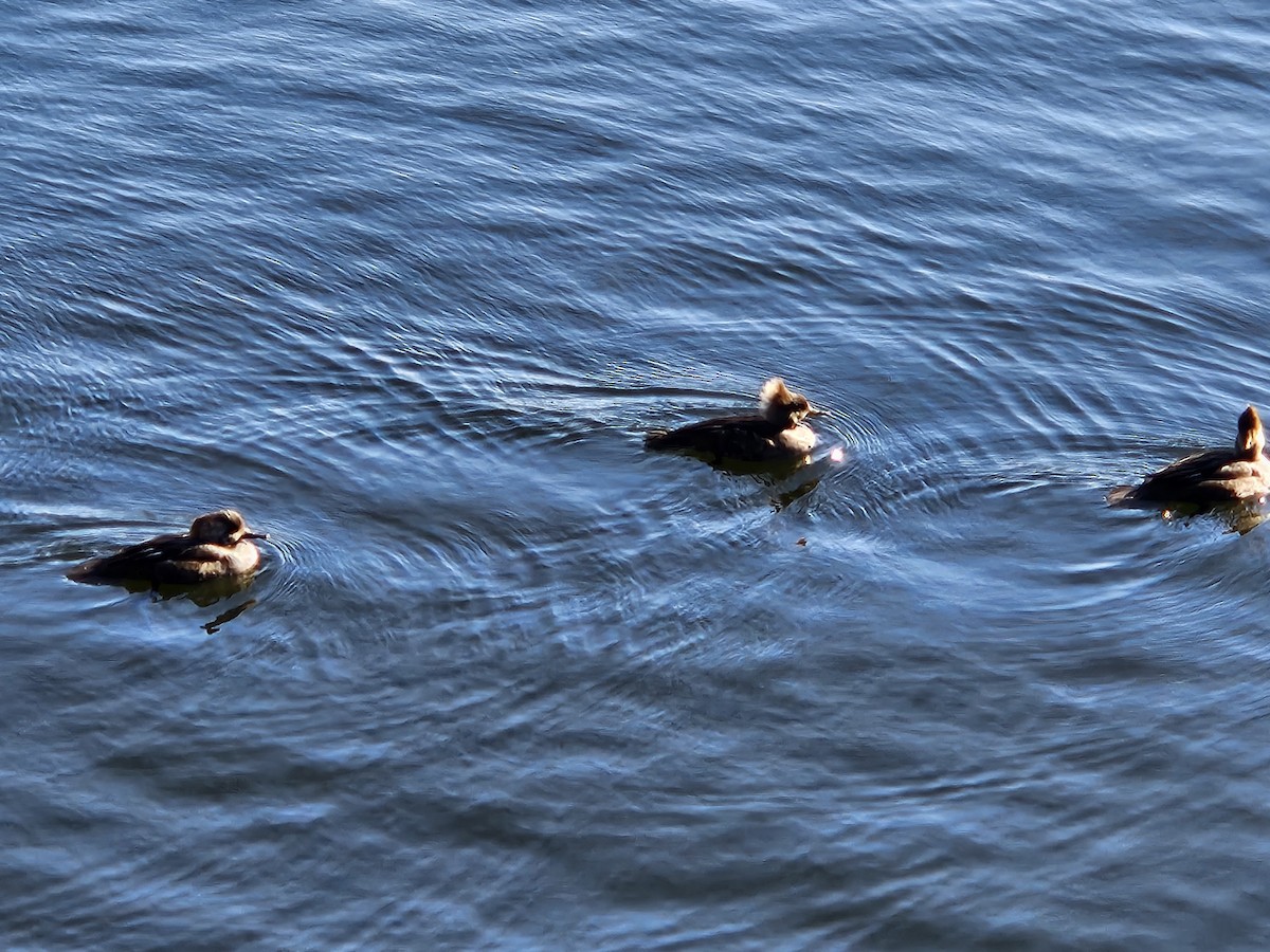 Hooded Merganser - ML620744350