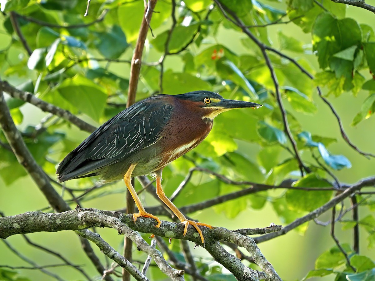 Green Heron - ML620744351