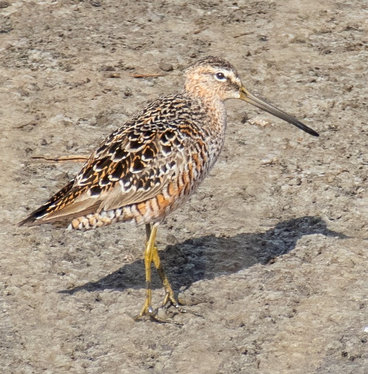 Long-billed Dowitcher - ML620744358