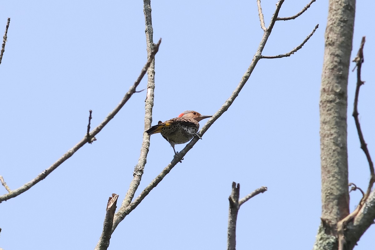 Northern Flicker - ML620744362