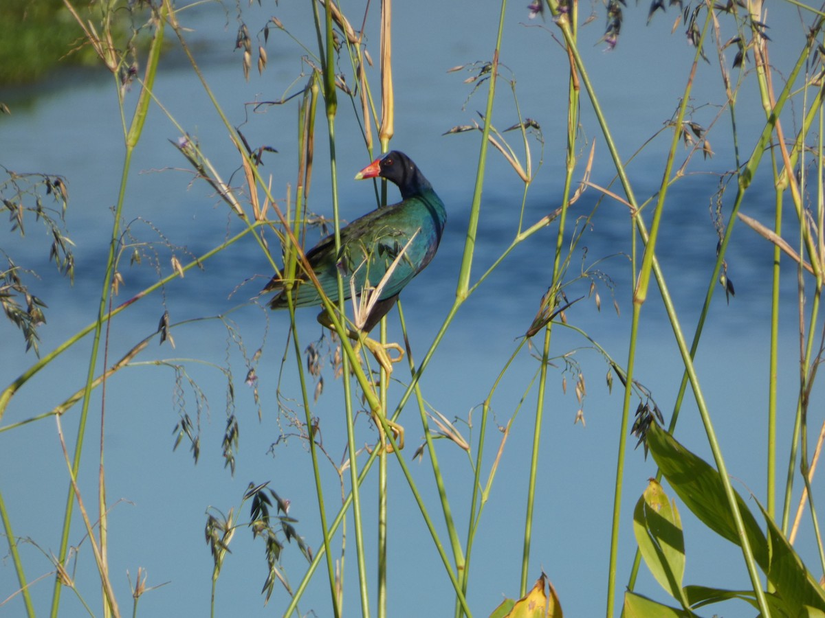 Purple Gallinule - ML620744368