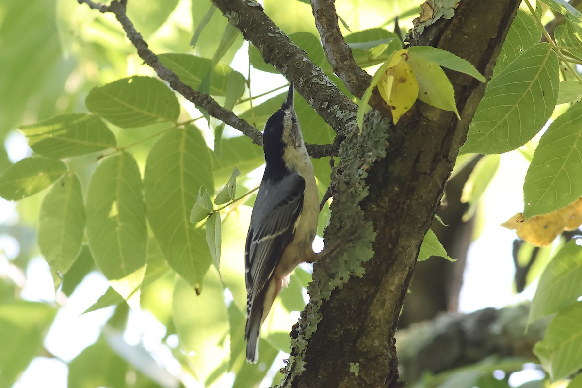 White-breasted Nuthatch - ML620744375