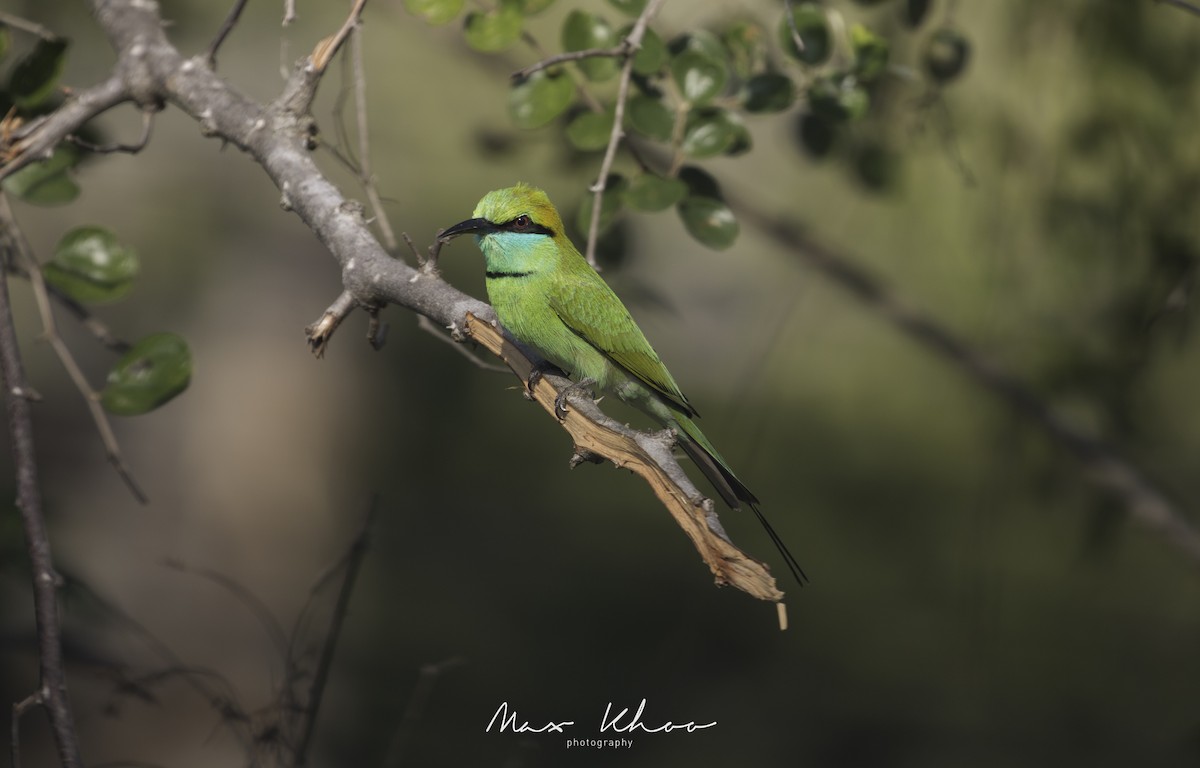 Asian Green Bee-eater - Max Khoo