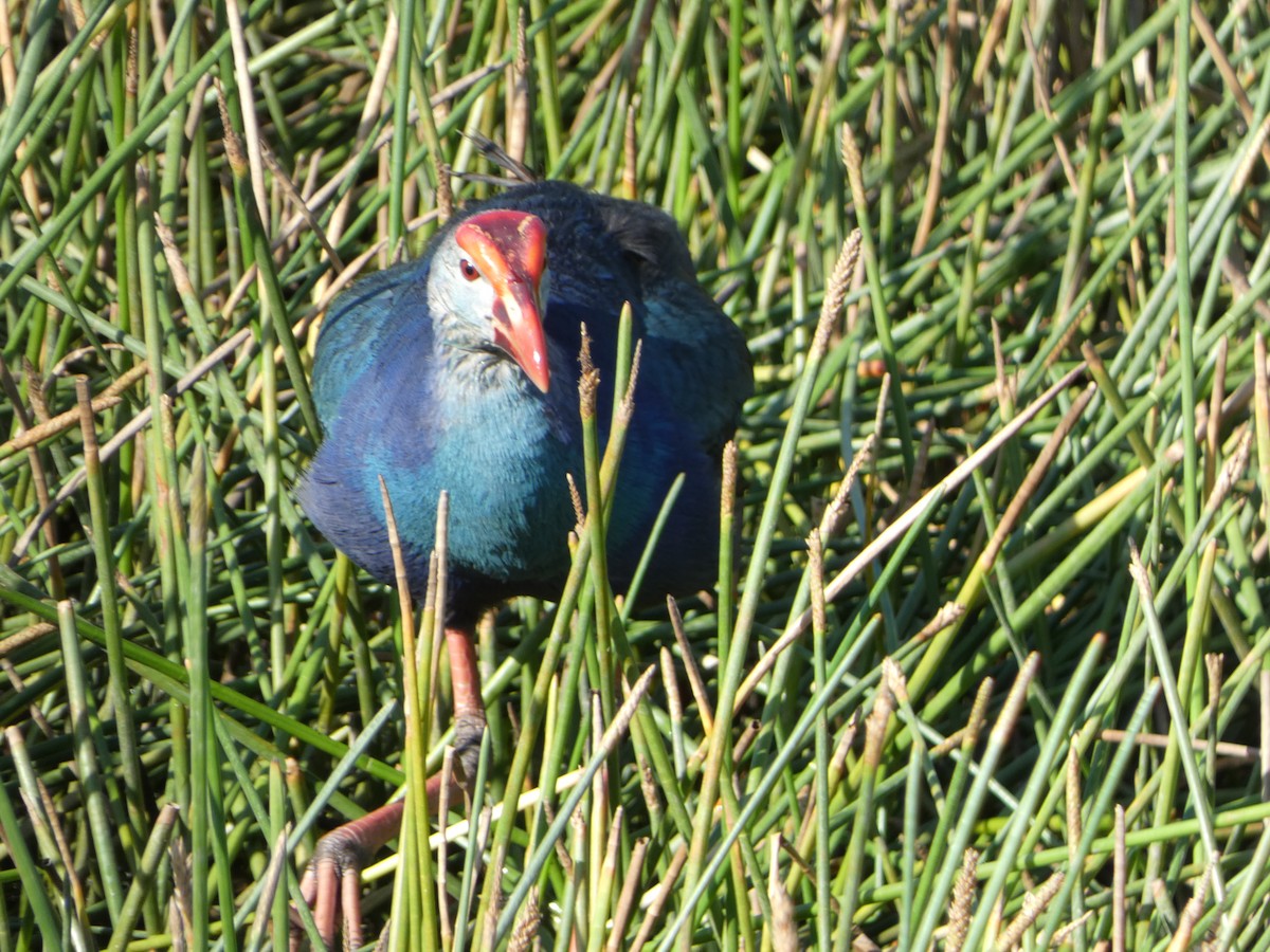 Gray-headed Swamphen - ML620744390