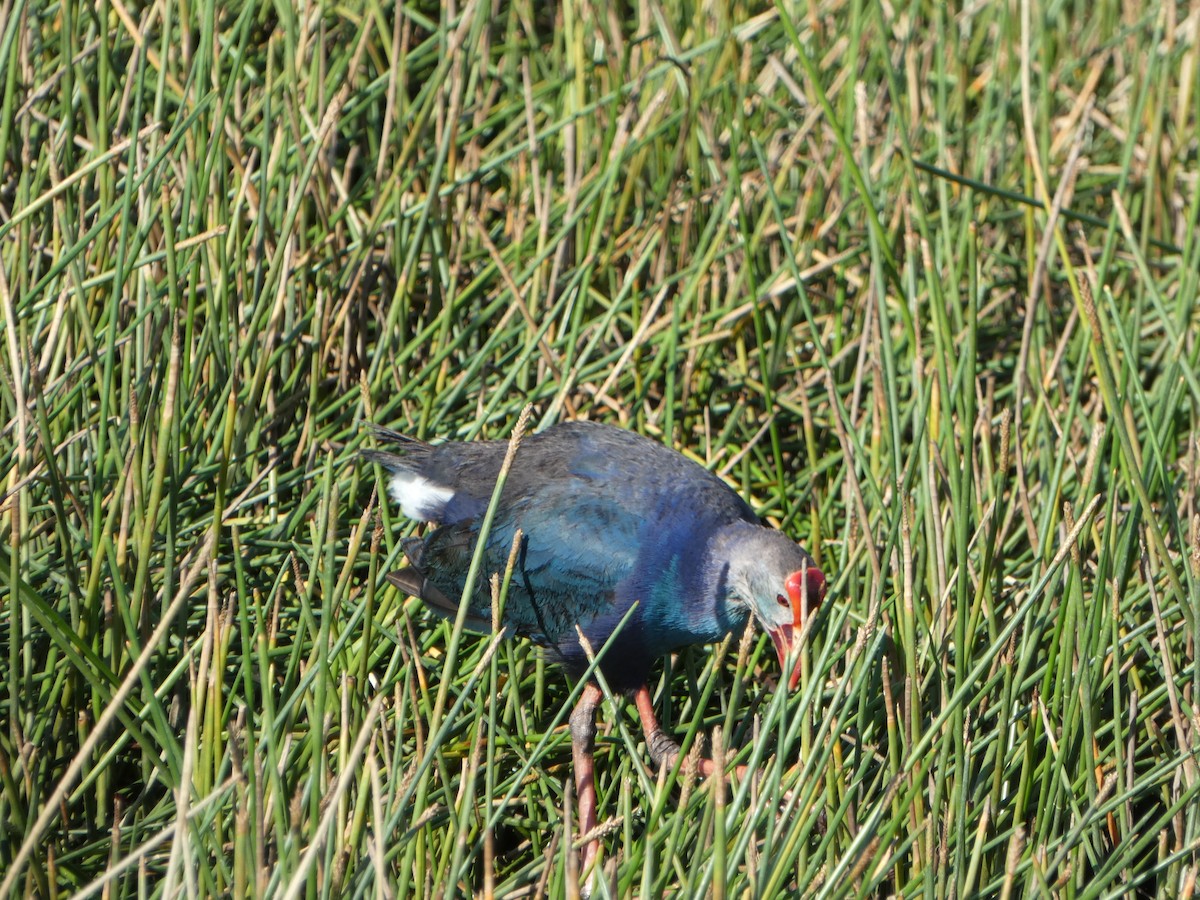 Gray-headed Swamphen - ML620744392