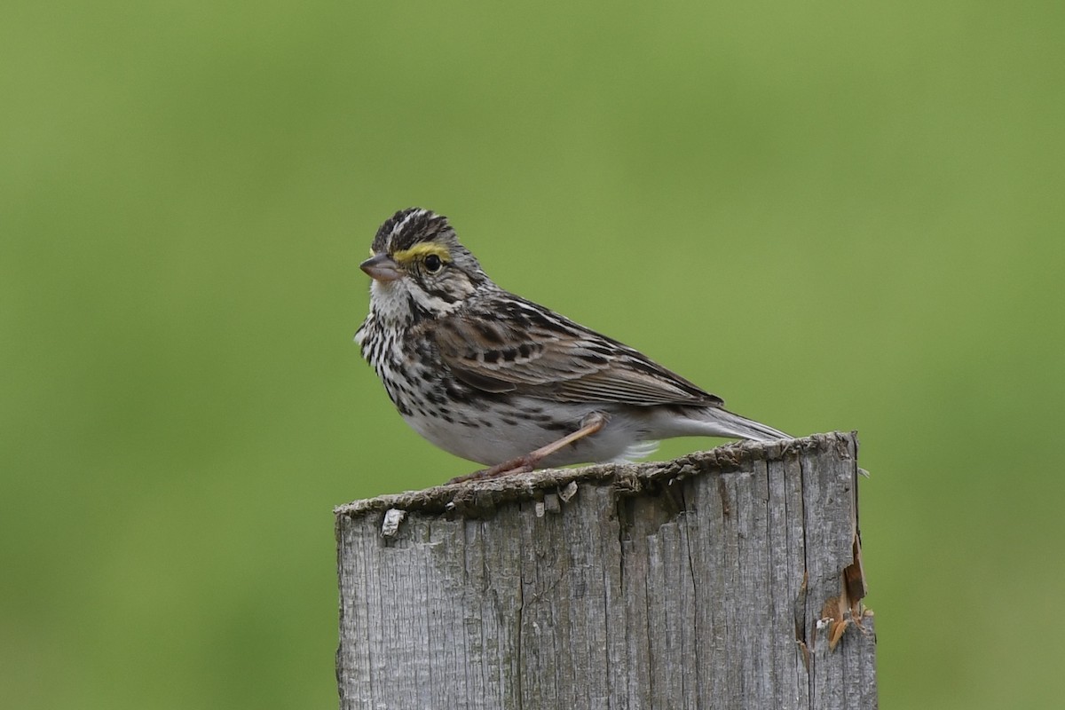 Savannah Sparrow - ML620744393