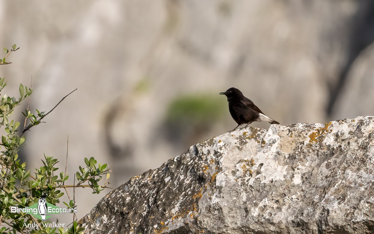 Black Wheatear - ML620744399