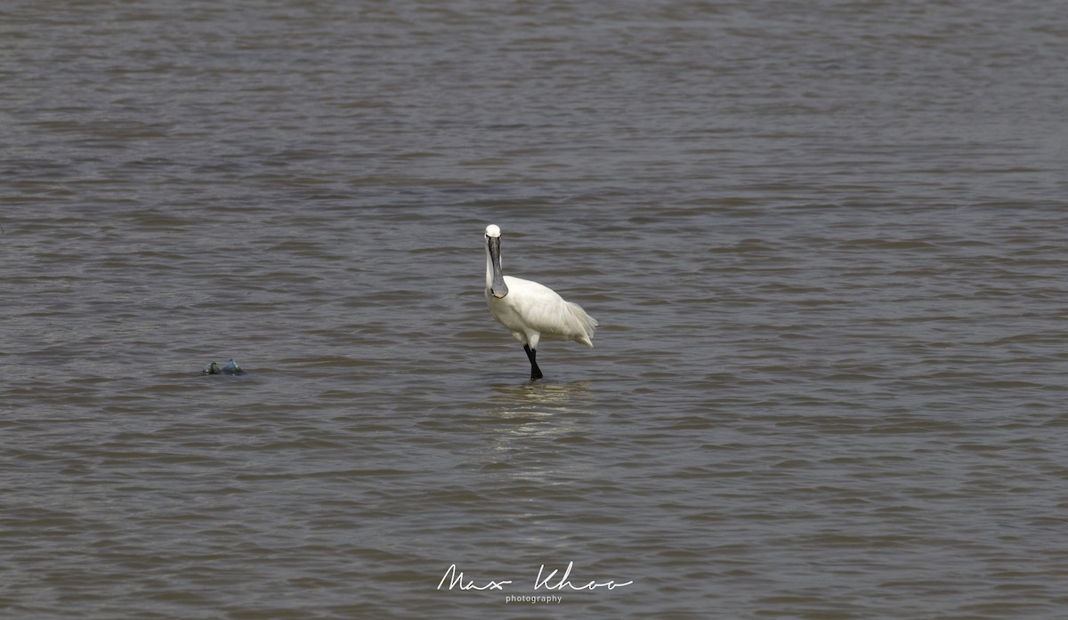 Eurasian Spoonbill - ML620744401