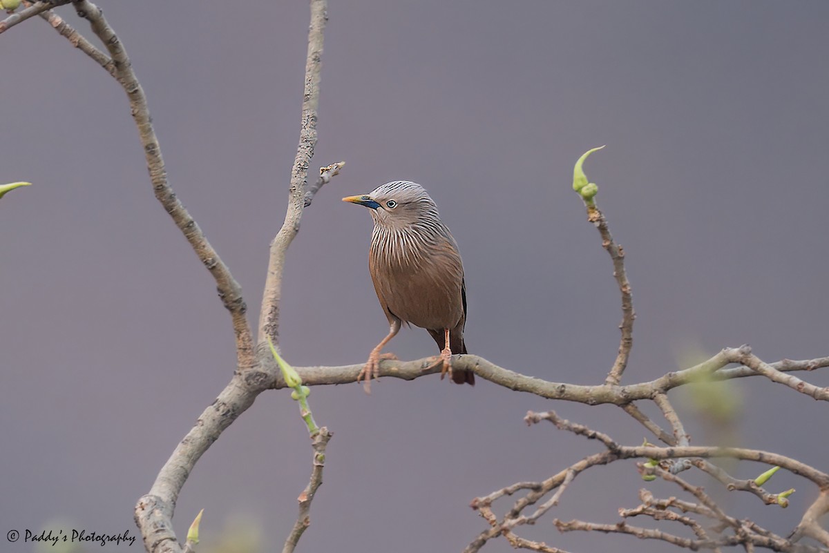 Chestnut-tailed Starling - Padmanav Kundu