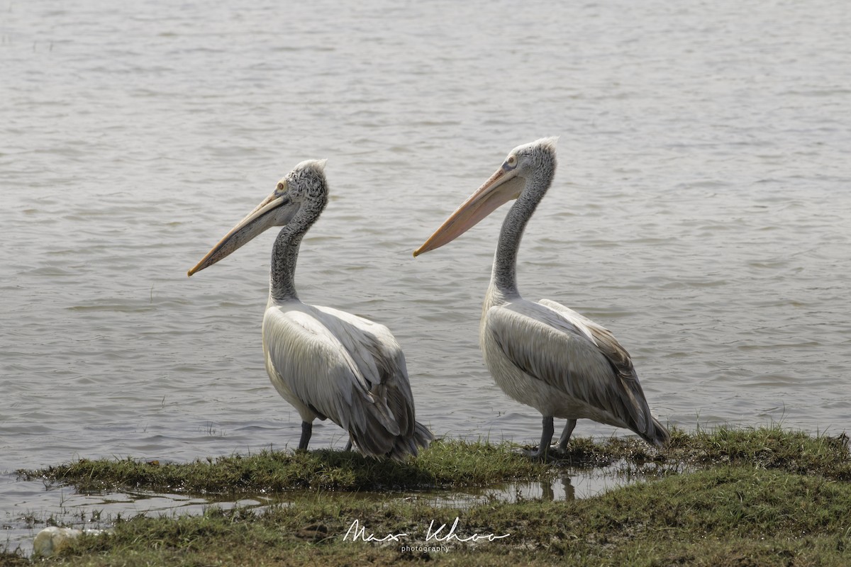 Spot-billed Pelican - ML620744403