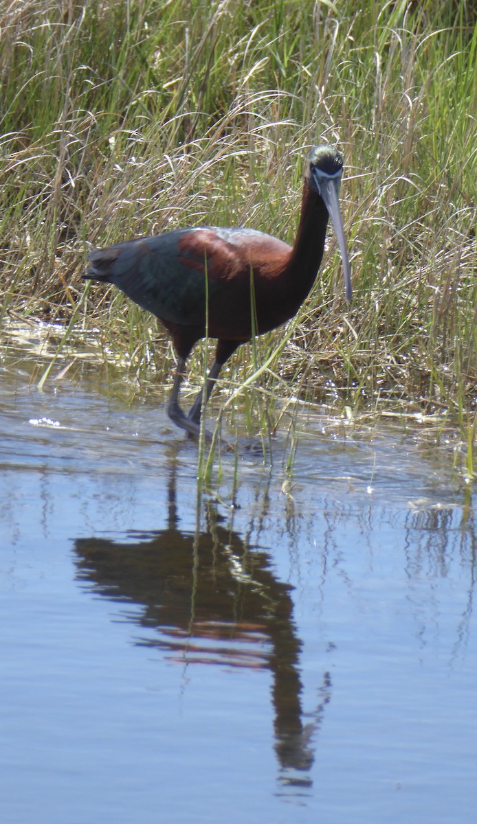 Glossy Ibis - ML620744405