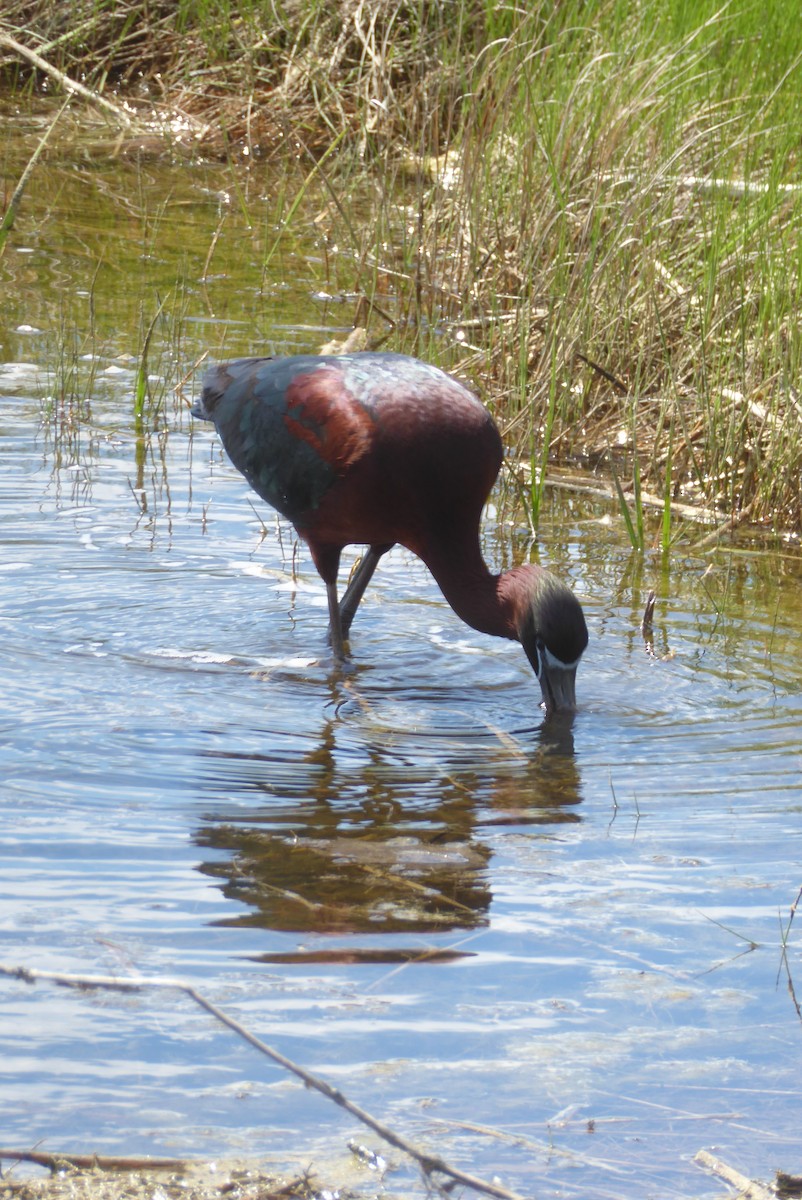 Glossy Ibis - ML620744406