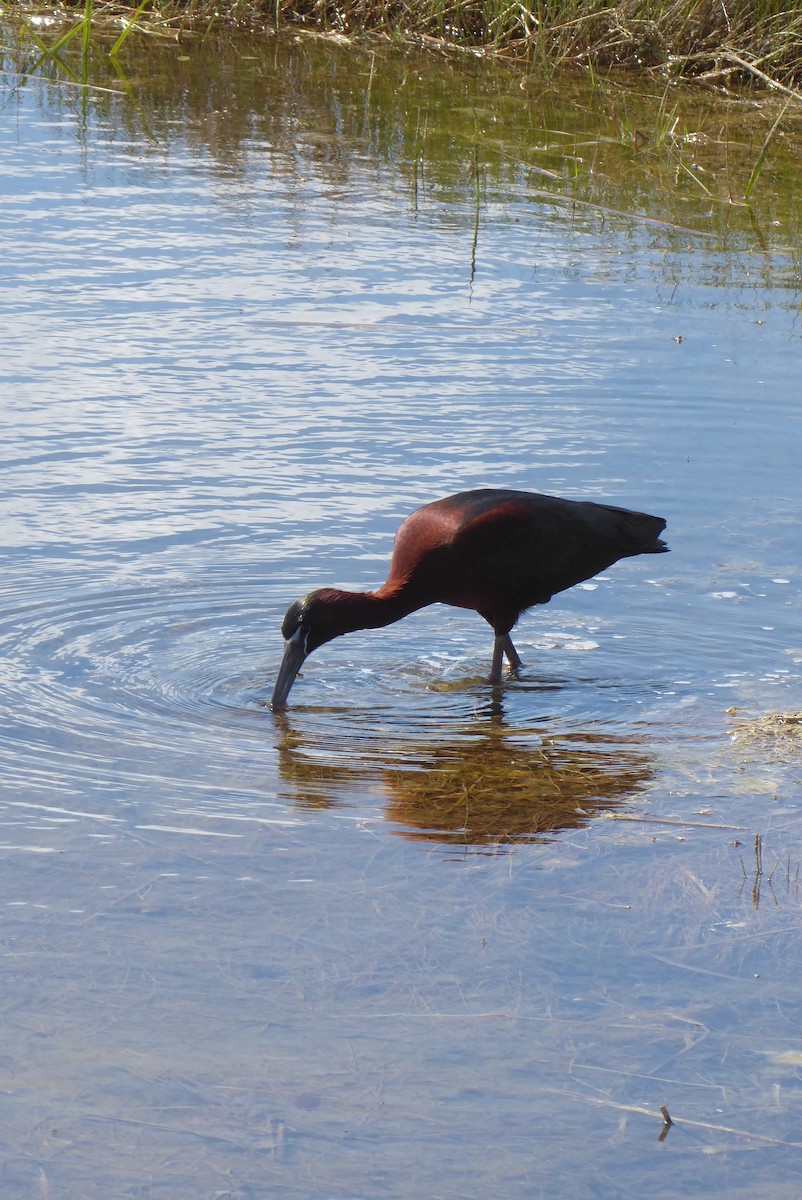 Glossy Ibis - ML620744407