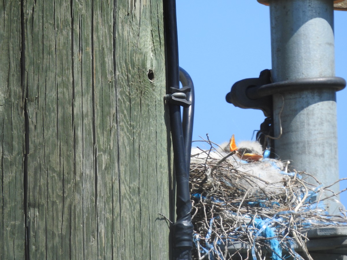 Western Kingbird - ML620744409