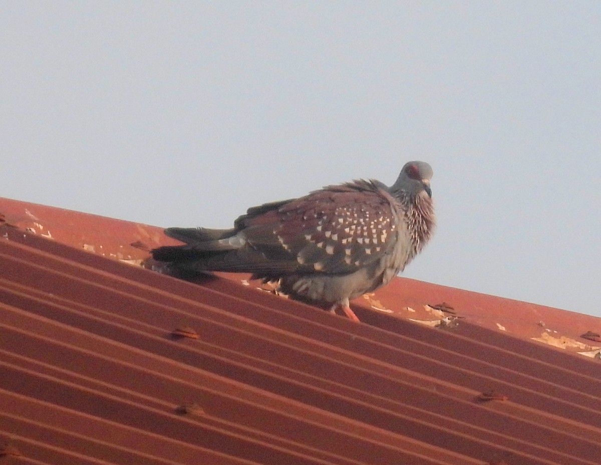 Speckled Pigeon - ML620744410