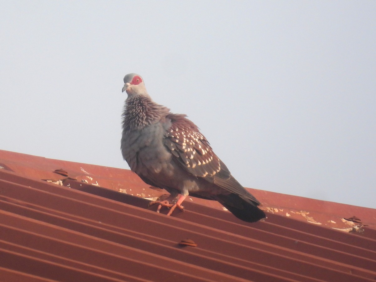 Speckled Pigeon - ML620744411
