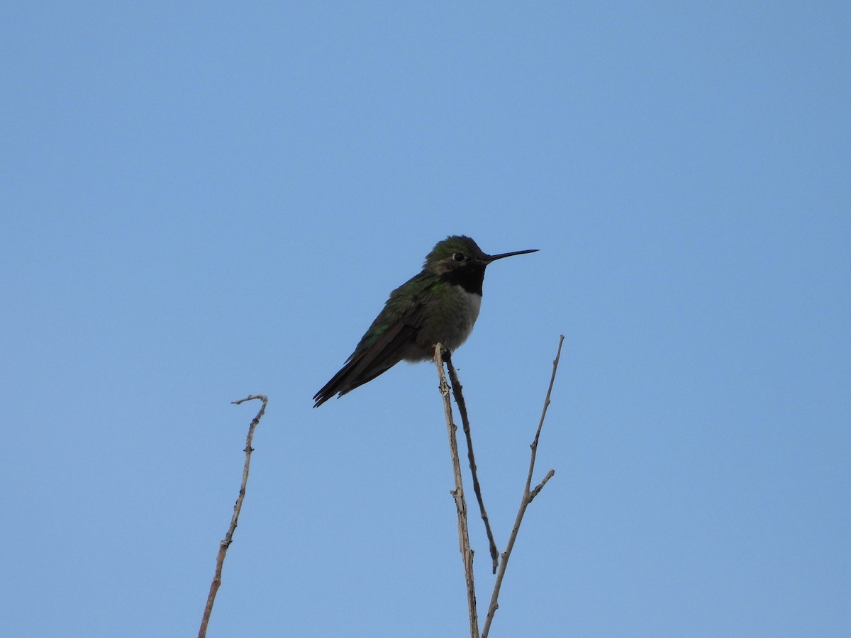 Broad-tailed Hummingbird - ML620744412