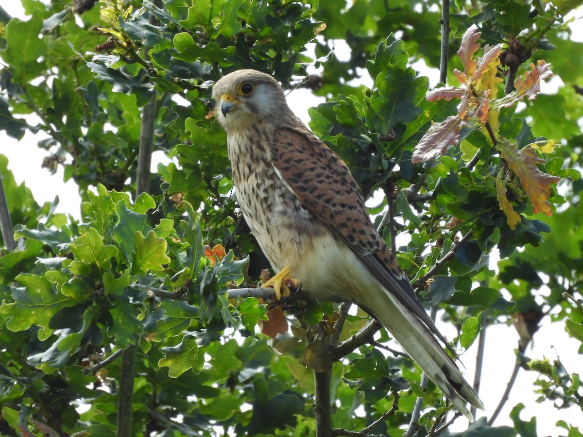 Eurasian Kestrel - ML620744414