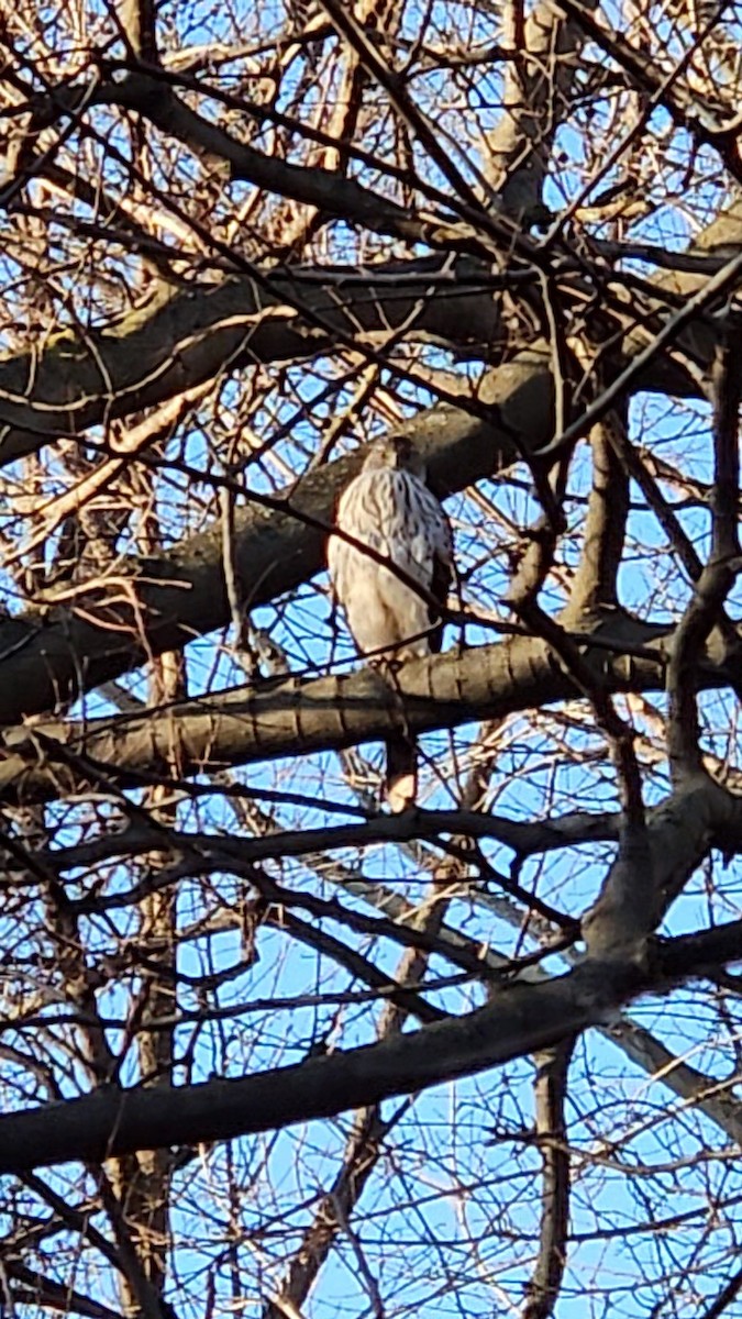 Cooper's Hawk - ML620744415