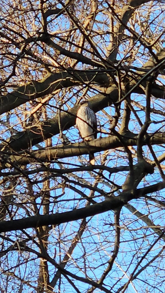 Cooper's Hawk - ML620744416