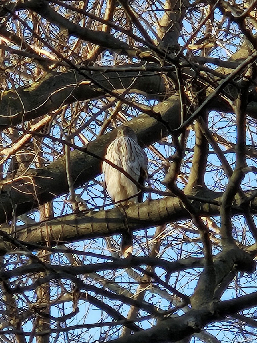 Cooper's Hawk - ML620744419