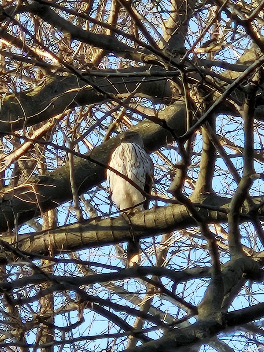 Cooper's Hawk - ML620744420