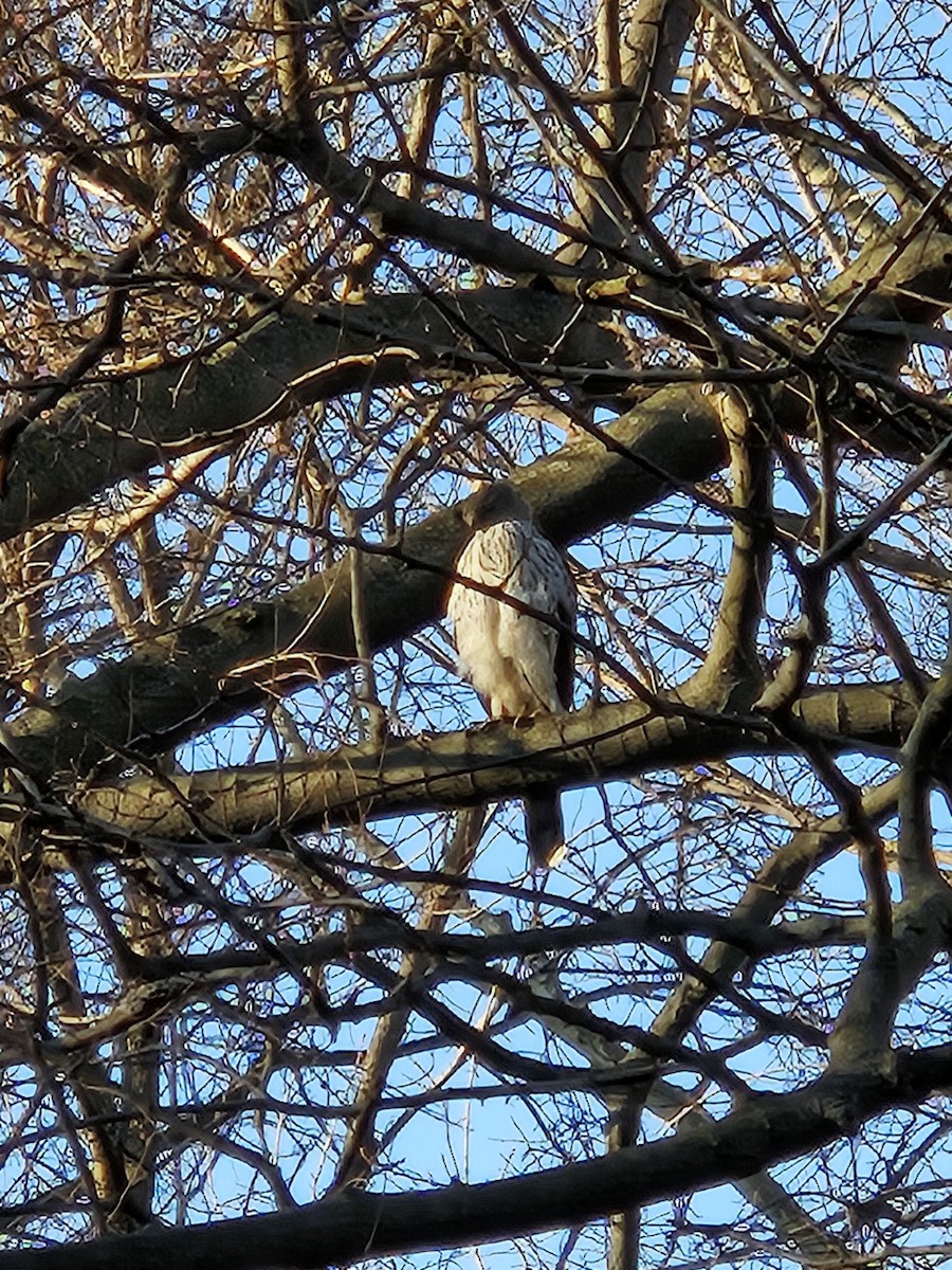 Cooper's Hawk - ML620744421