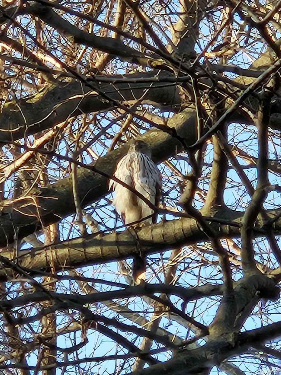 Cooper's Hawk - ML620744422