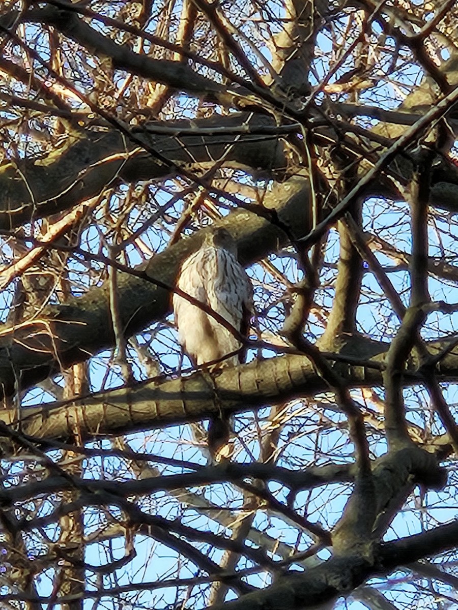 Cooper's Hawk - ML620744423