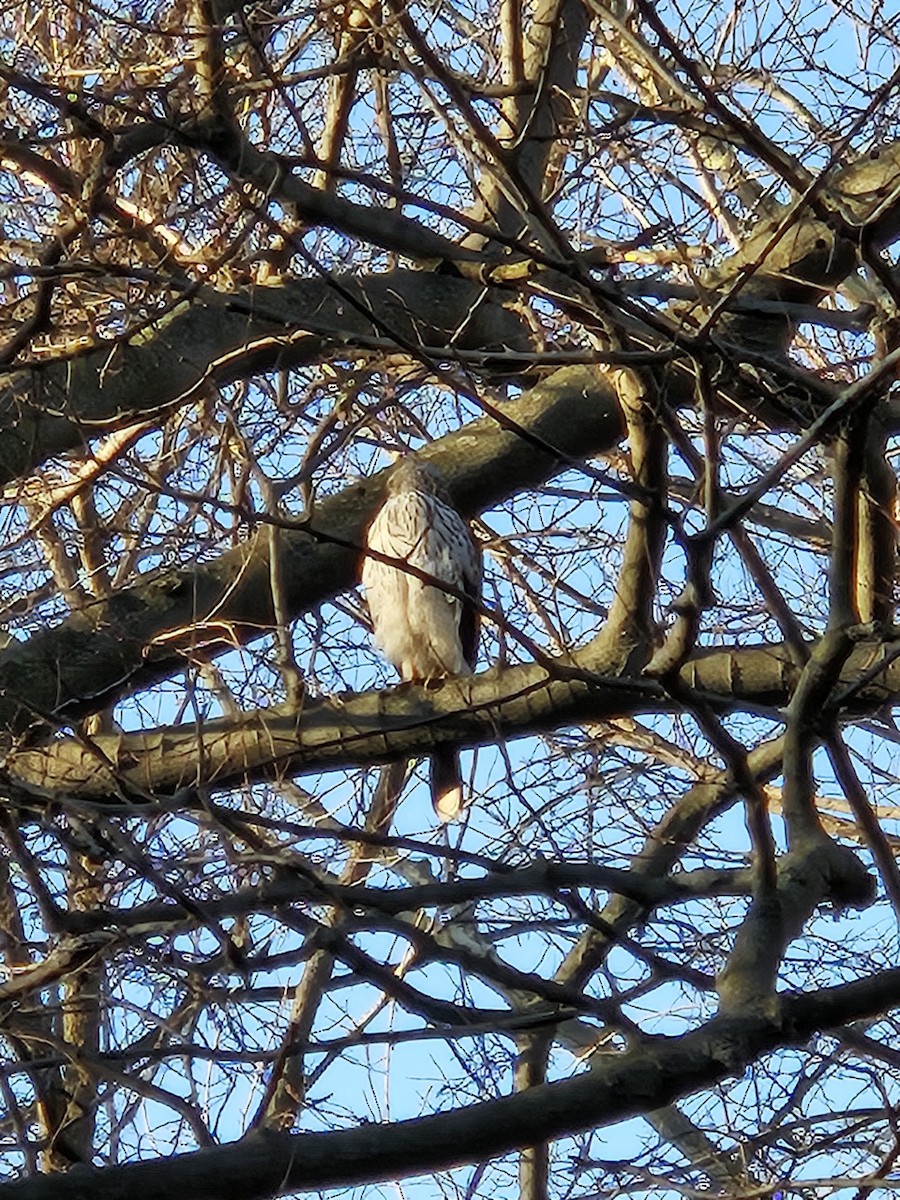 Cooper's Hawk - ML620744424