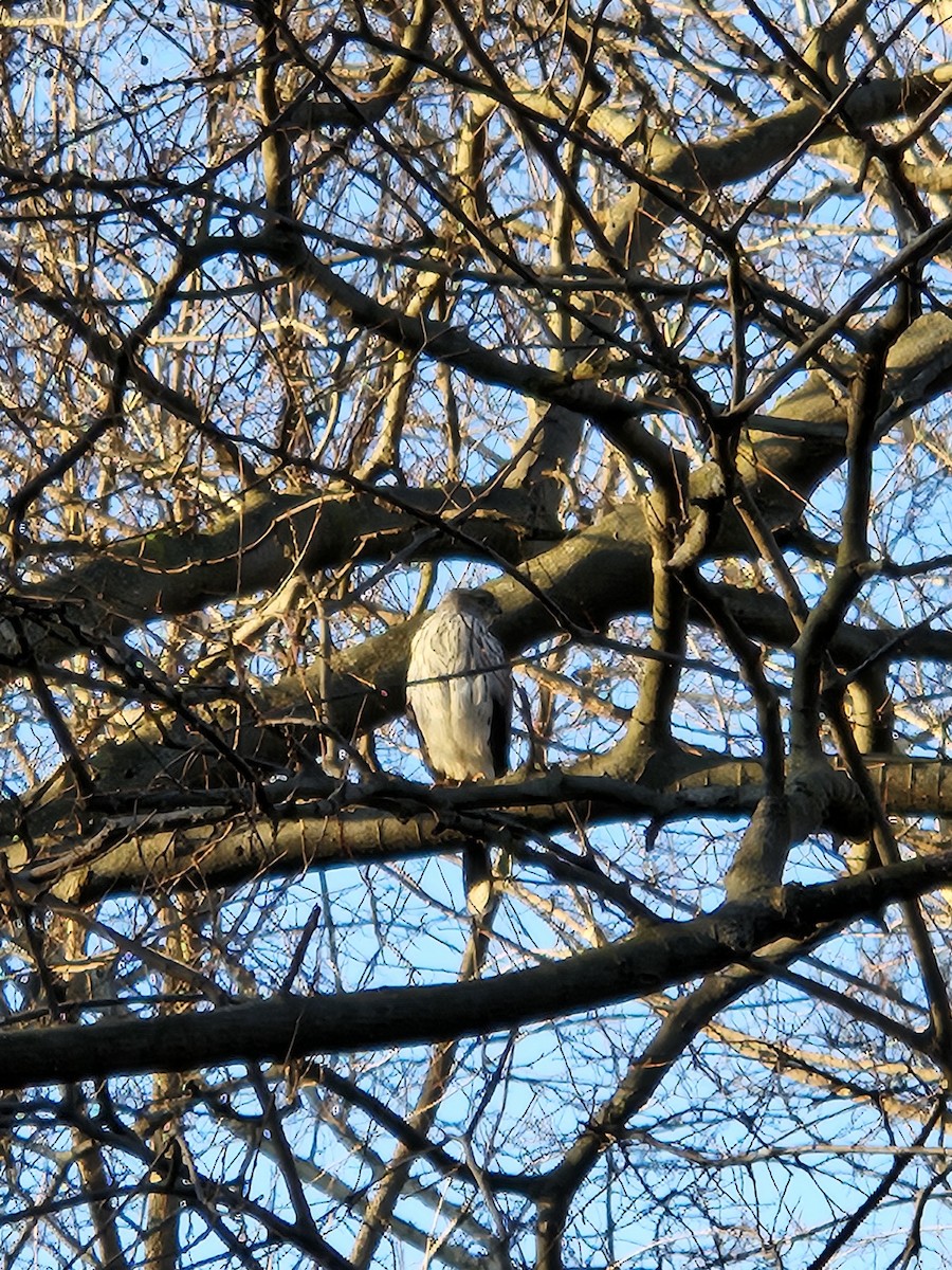 Cooper's Hawk - ML620744425