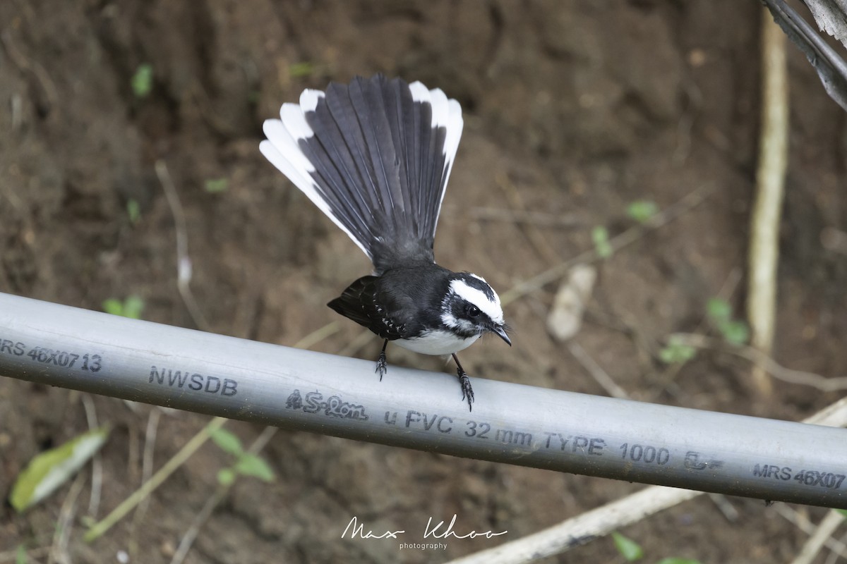 White-browed Fantail - ML620744427