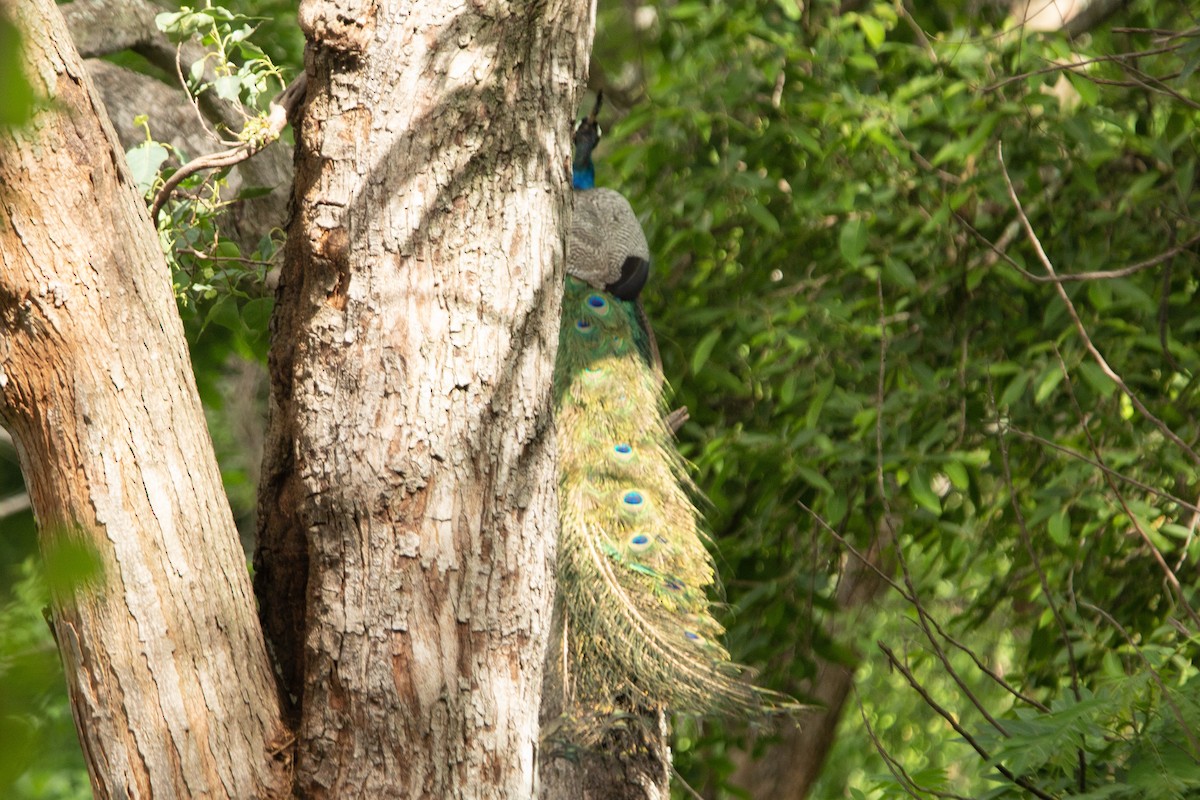 Indian Peafowl - ML620744428