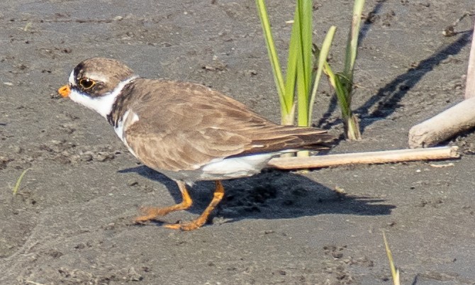 Semipalmated Plover - ML620744429