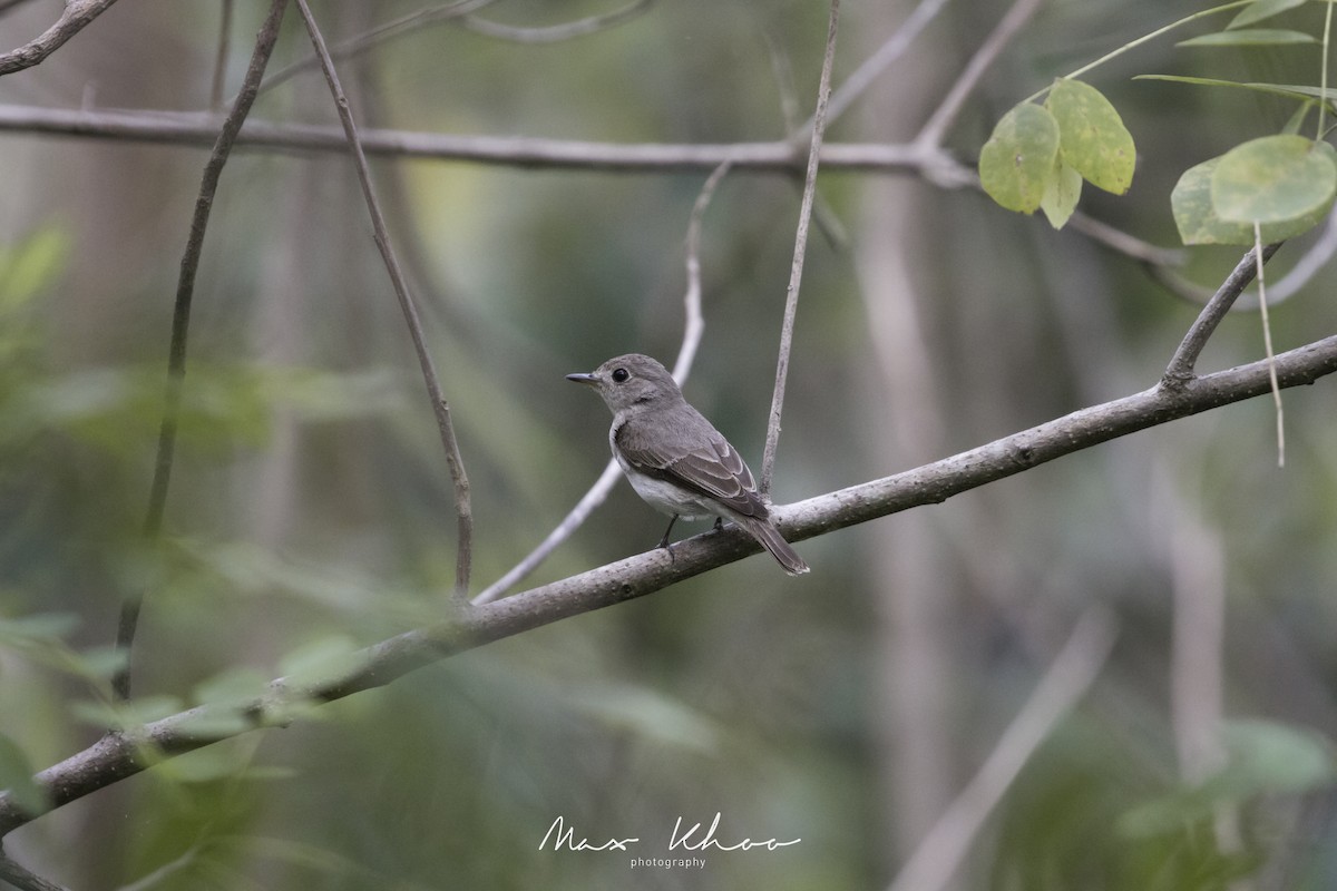 Asian Brown Flycatcher - Max Khoo