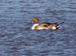 Northern Pintail - ML620744432