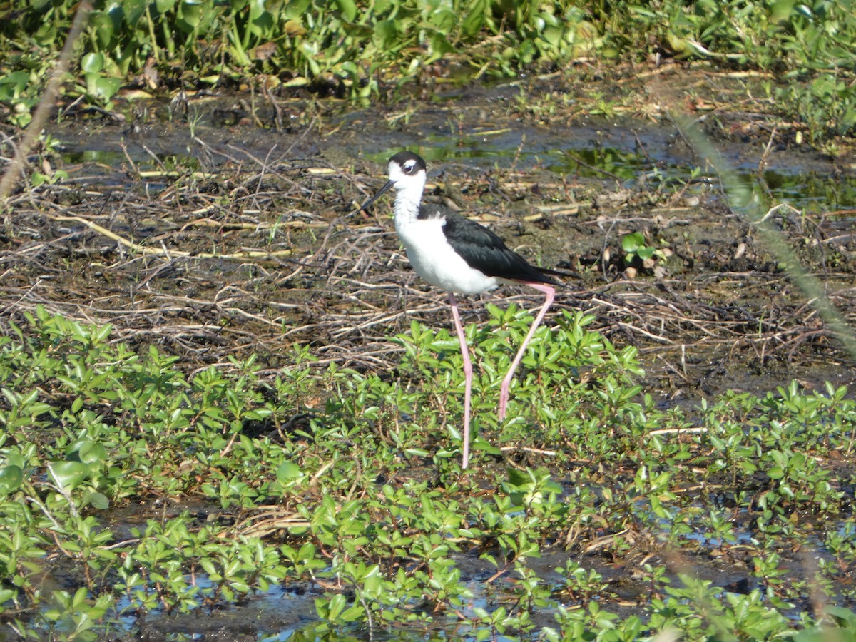 Black-necked Stilt - Cecelia Dumois