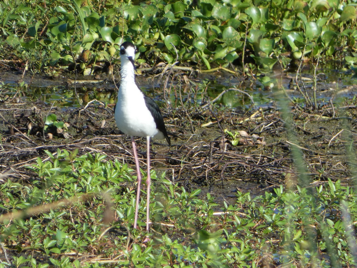 Black-necked Stilt - ML620744434