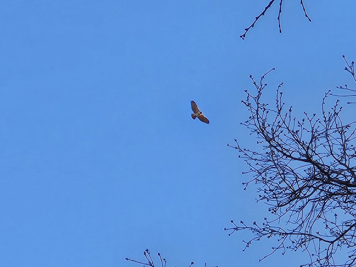 Red-tailed Hawk - Matt Chilton