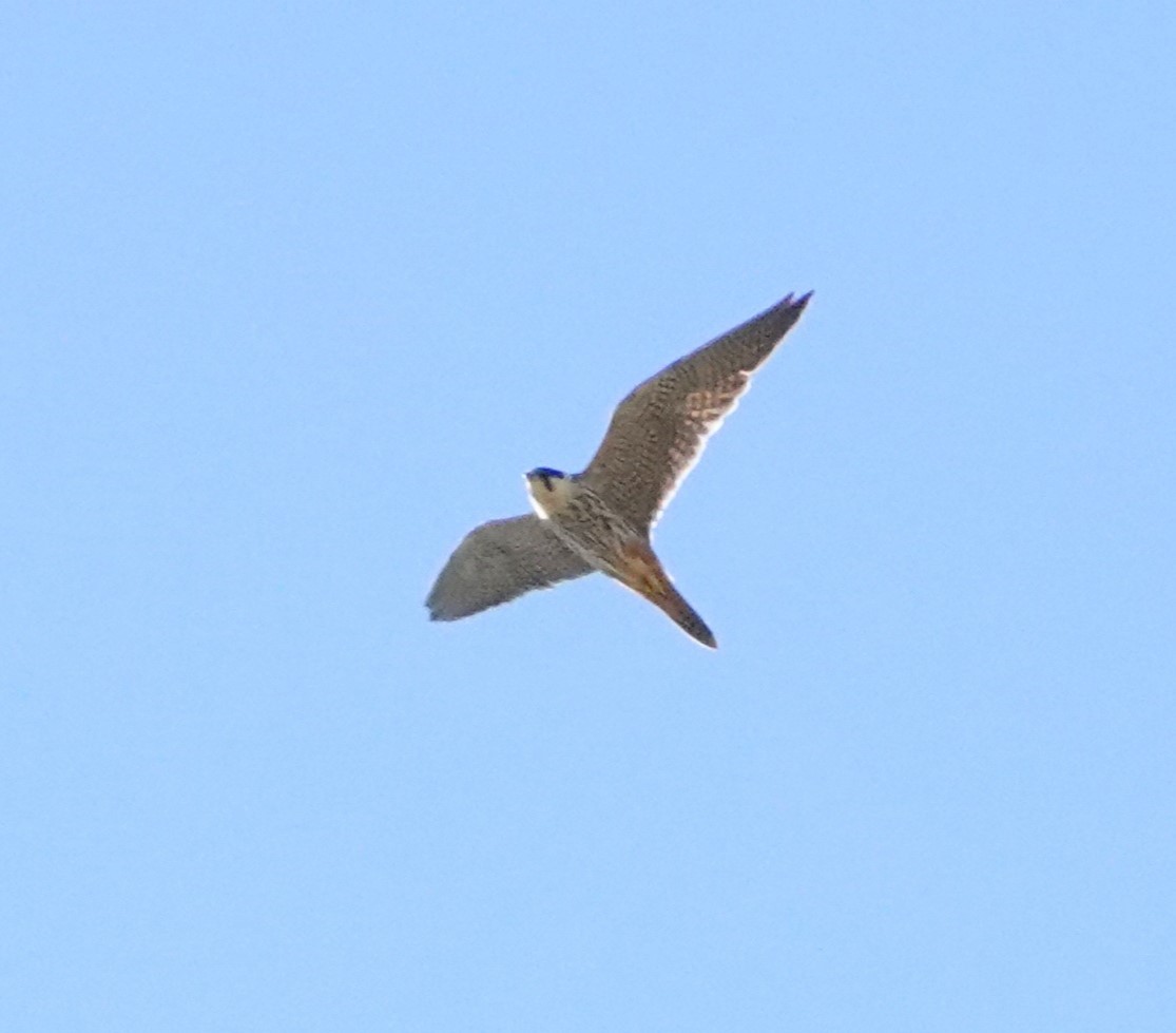 Peregrine Falcon (Barbary) - ML620744444