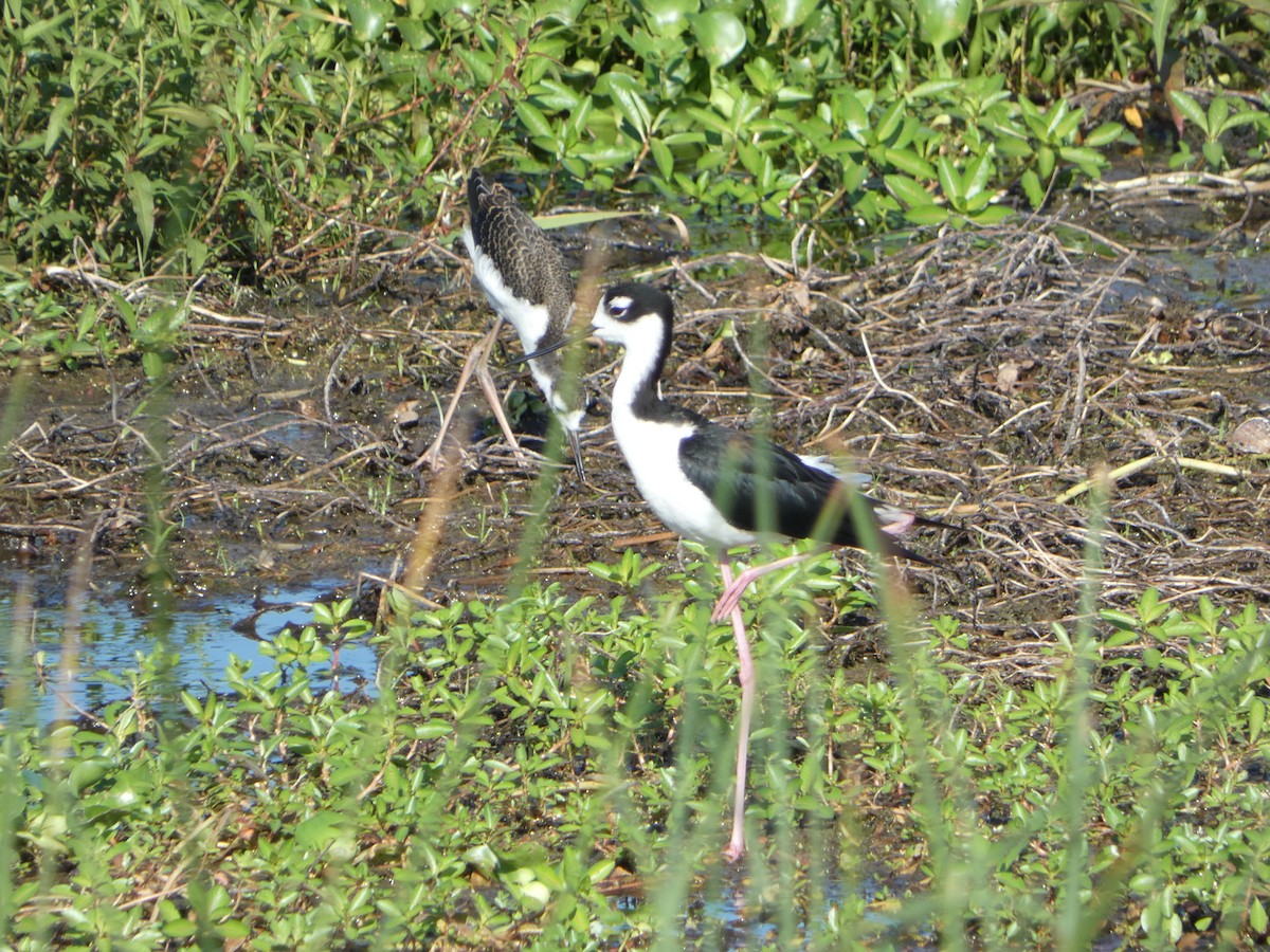 Black-necked Stilt - ML620744445