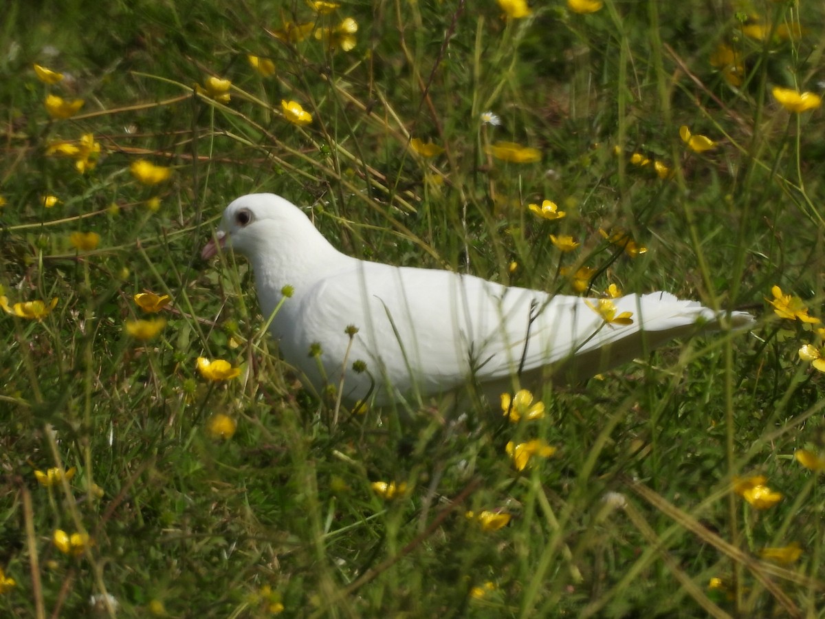 Rock Pigeon (Feral Pigeon) - ML620744446