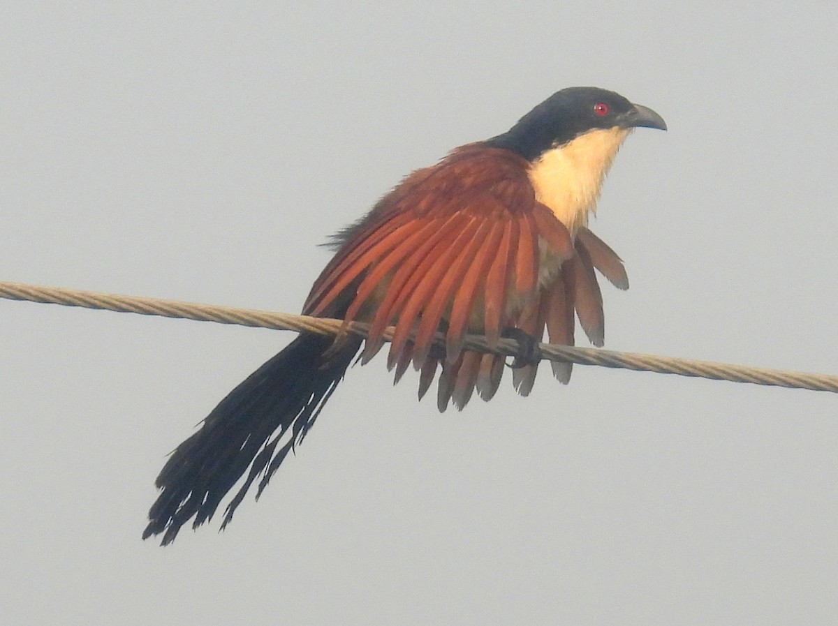 Blue-headed Coucal - ML620744452