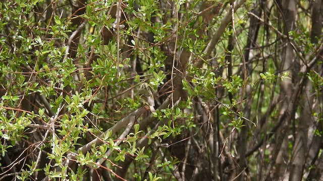 Sichuan Leaf Warbler - ML620744458